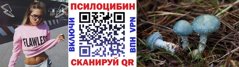 что такое   Черноголовка  Псилоцибиновые грибы Magic Shrooms 
